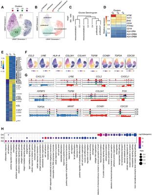 Integrative Single-Cell RNA-Seq and ATAC-Seq Analysis of Mesenchymal Stem/Stromal Cells Derived from Human Placenta